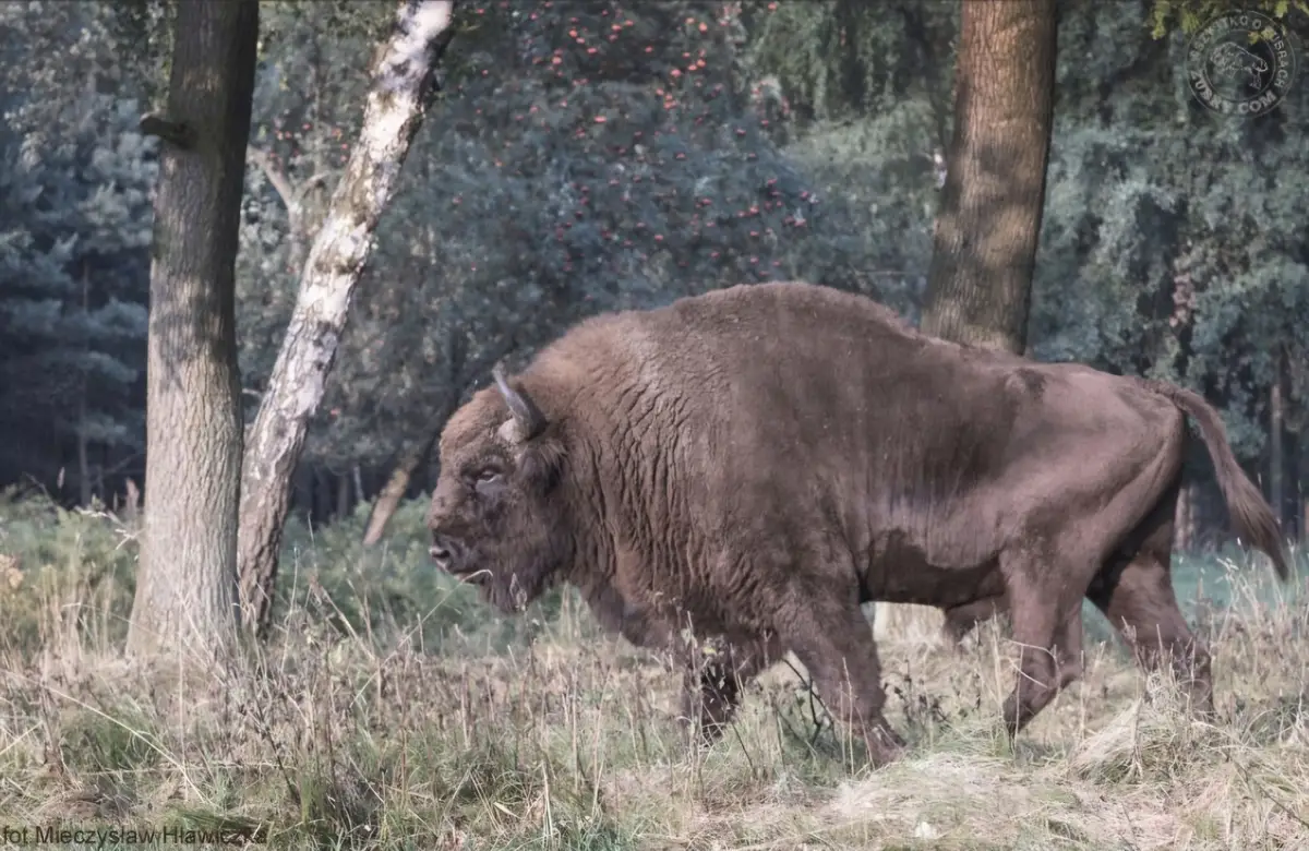 Zdarzenie z żubrem: kobieta w ciąży trafiła do szpitala